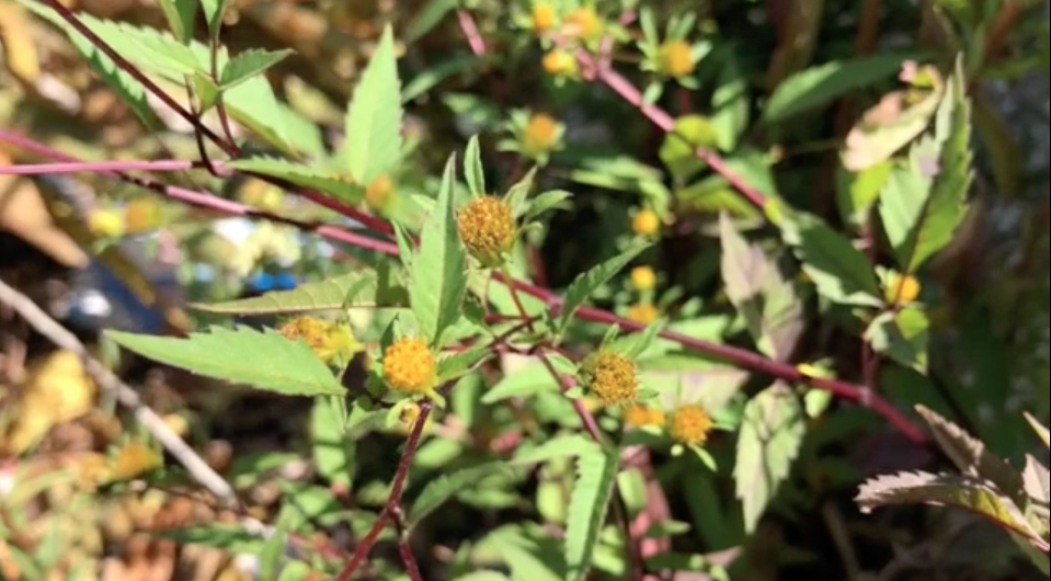 Virtual Bush Terminal Wildflower Walk